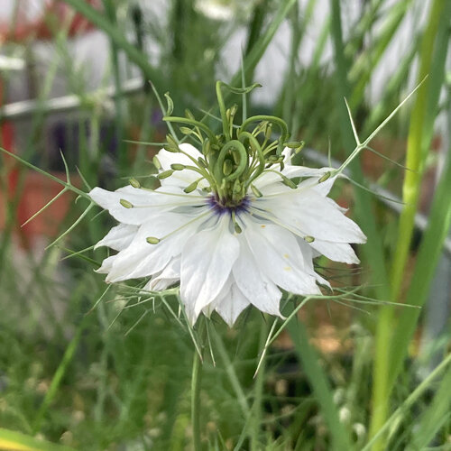 Weiße Blüte der Jungfer im Grünen (Nigella damascena) mit fein gefiederten Hochblättern
