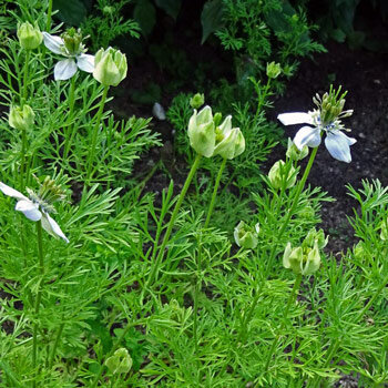 Schwarzkümmel (Nigella sativa) mit hellen Blüten, Knospen und fein gefiedertem Laub