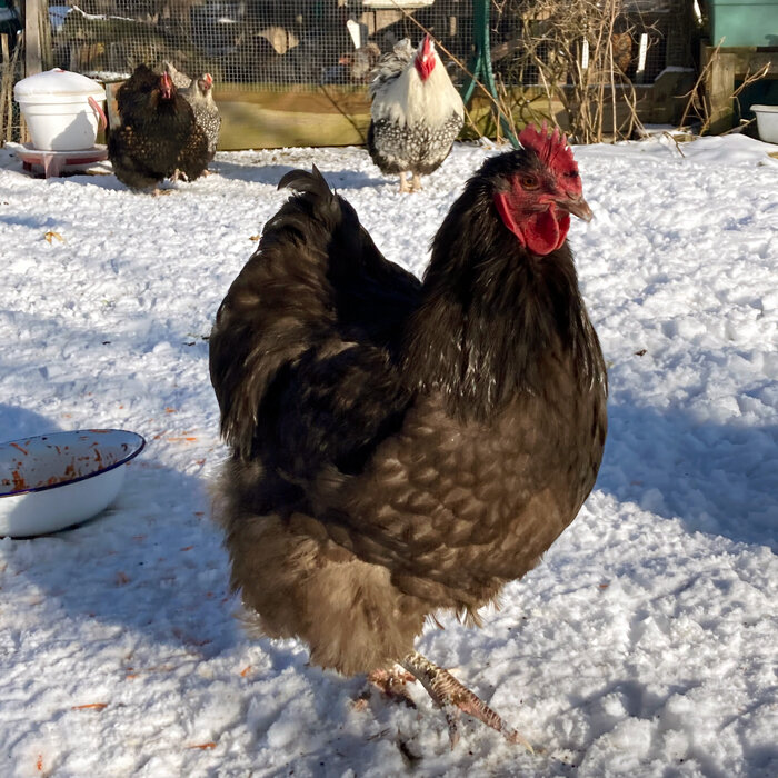 Hühner laufen im Winter durch den verschneiten Auslauf