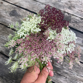 Strauß Violette Wilde Möhre (Daucus carota) mit weißen, rosa und dunkelroten Dolden