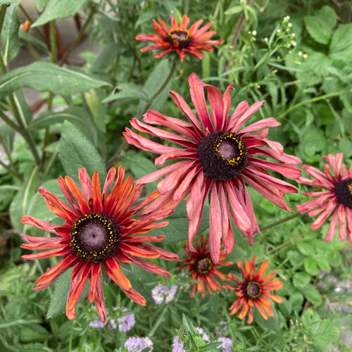Rauer Sonnenhut 'Sahara' (Rudbeckia hirta) mit altrosa bis kupferroten Blüten