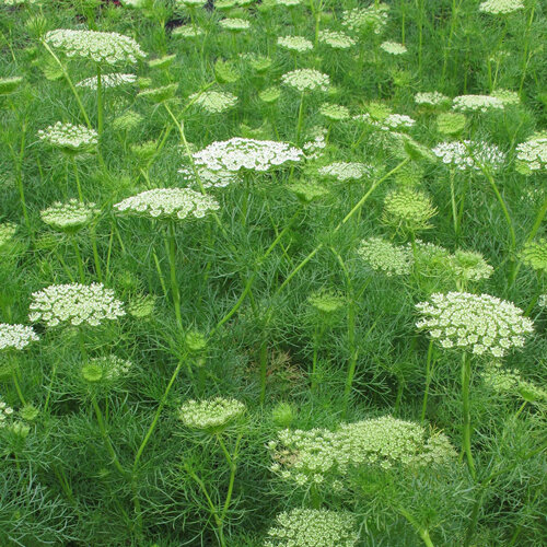 Knorpelmöhre (Ammi) mit dichten weißgrünen Doldenblüten und feinem Laub