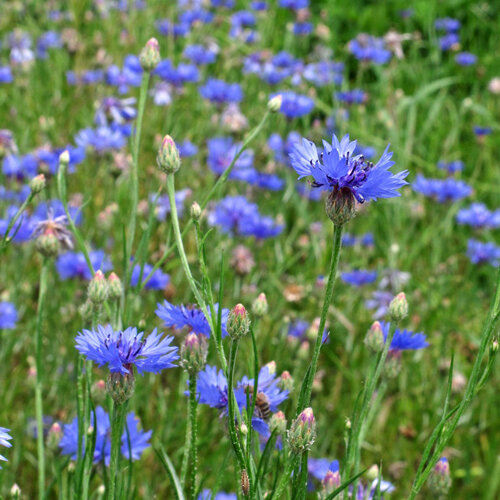 Blühende Kornblumen (Centaurea cyanus) auf einer Wiese