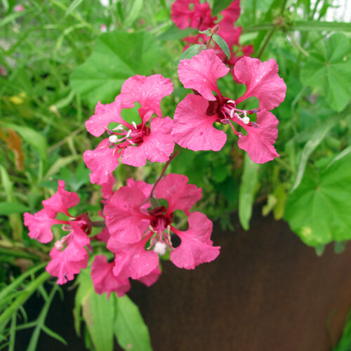 Mandelröschen (Clarkia elegans) mit pinkfarbenen Blüten